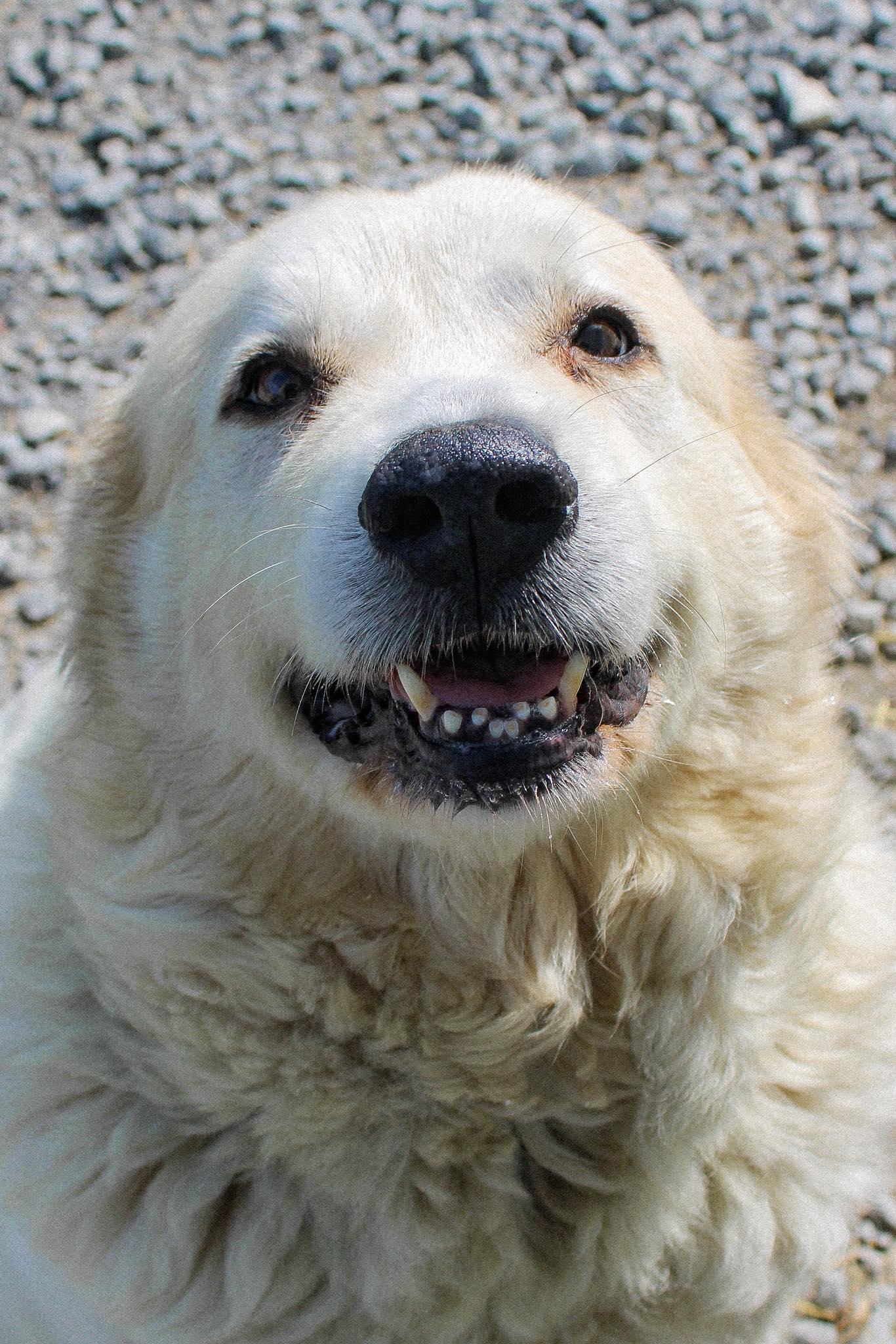 Shasta, a ADOPTABLE Great Pyrenees in Calhoun, KY image 4/5