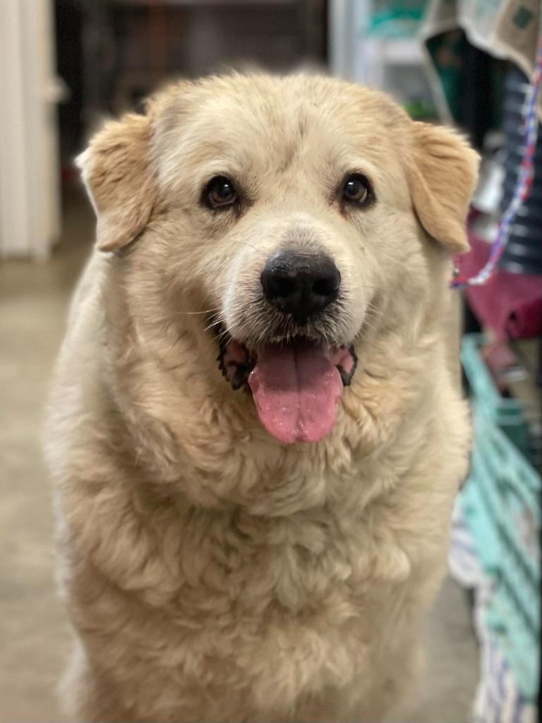 Shasta, ADOPTABLE, Adult Female Great Pyrenees.