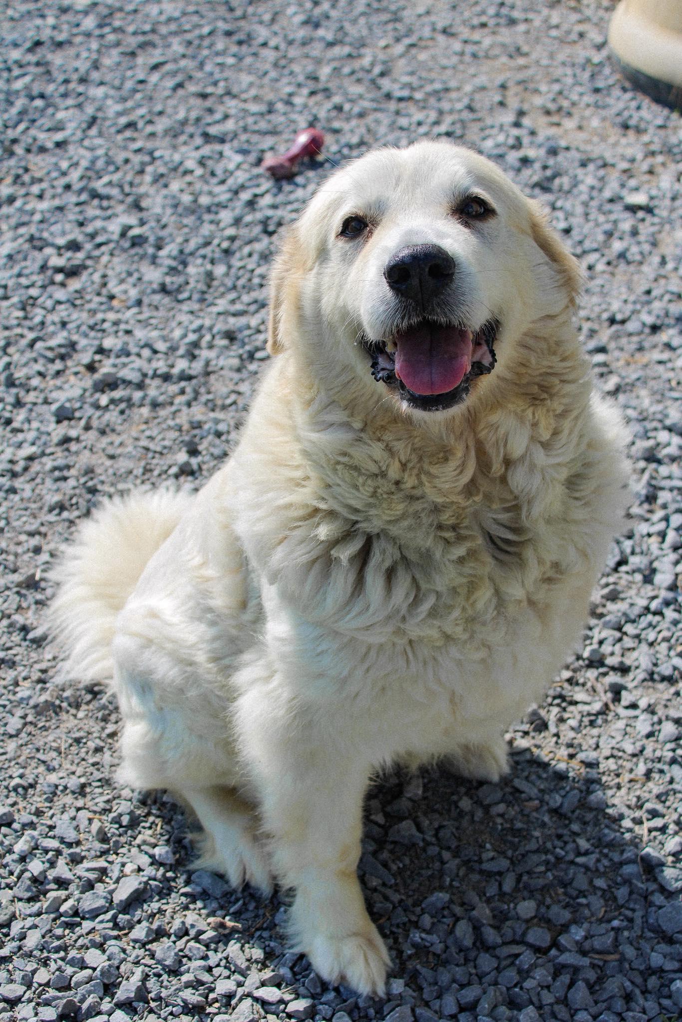 Shasta, a ADOPTABLE Great Pyrenees in Calhoun, KY image 2/5