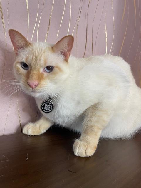 Toast, a Adoptable Siamese in Long Beach, MS image 1/6