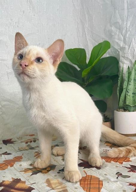 Toast, a Adoptable Siamese in Long Beach, MS image 3/6