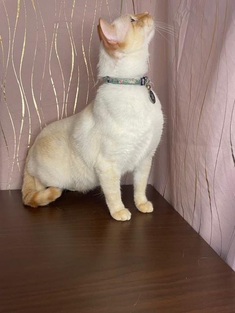 Toast, a Adoptable Siamese in Long Beach, MS image 4/6