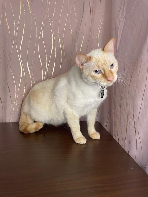 Toast, a Adoptable Siamese in Long Beach, MS image 5/6