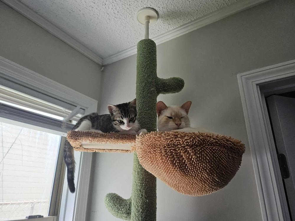 Toast, a Adoptable Siamese in Long Beach, MS image 6/6