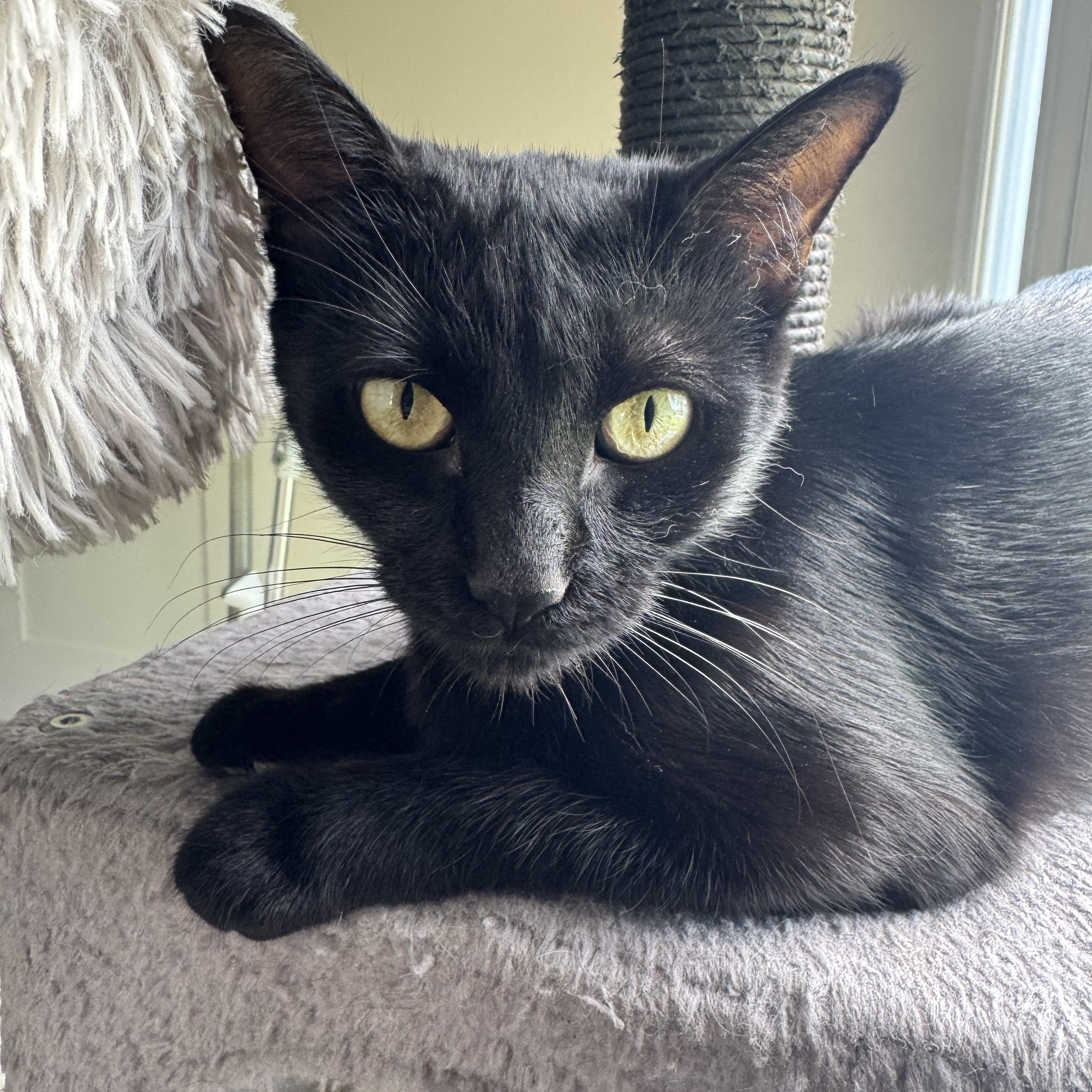Enlarge Sugar, an adopted American Shorthair in Houston, TX image 3/3