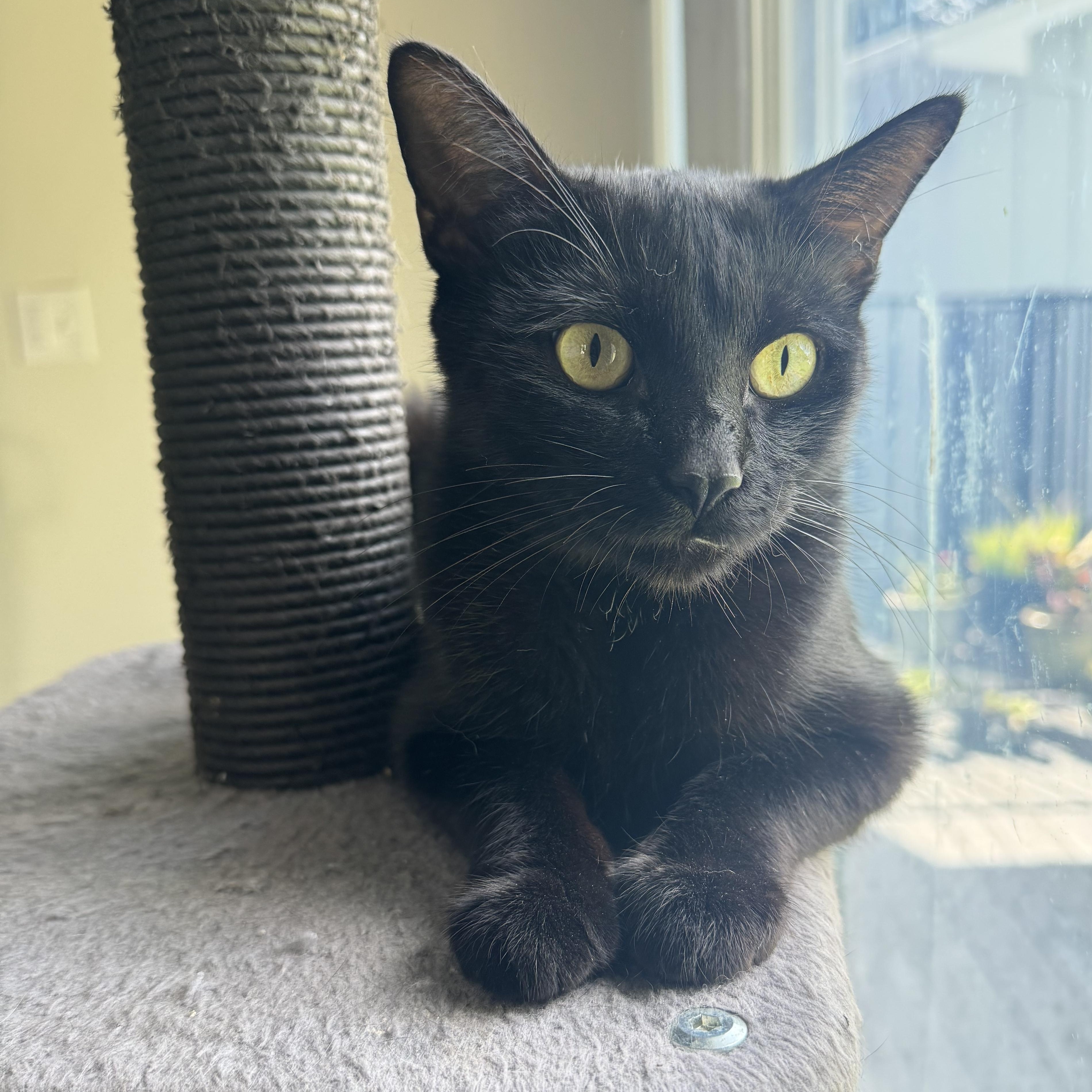 Enlarge Sugar, an adopted American Shorthair in Houston, TX image 1/3
