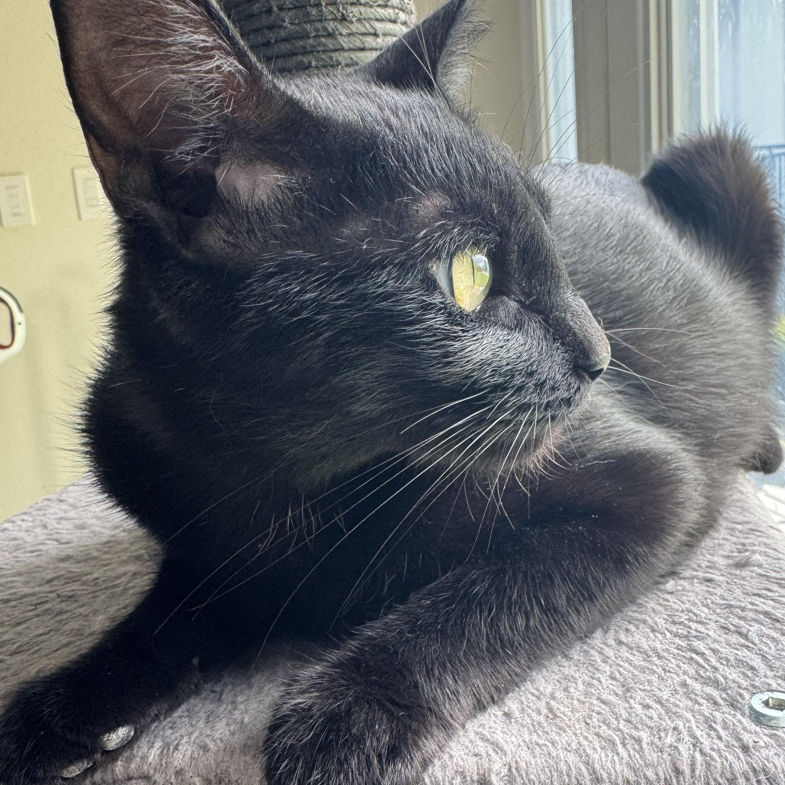 Enlarge Sugar, an adopted American Shorthair in Houston, TX image 2/3