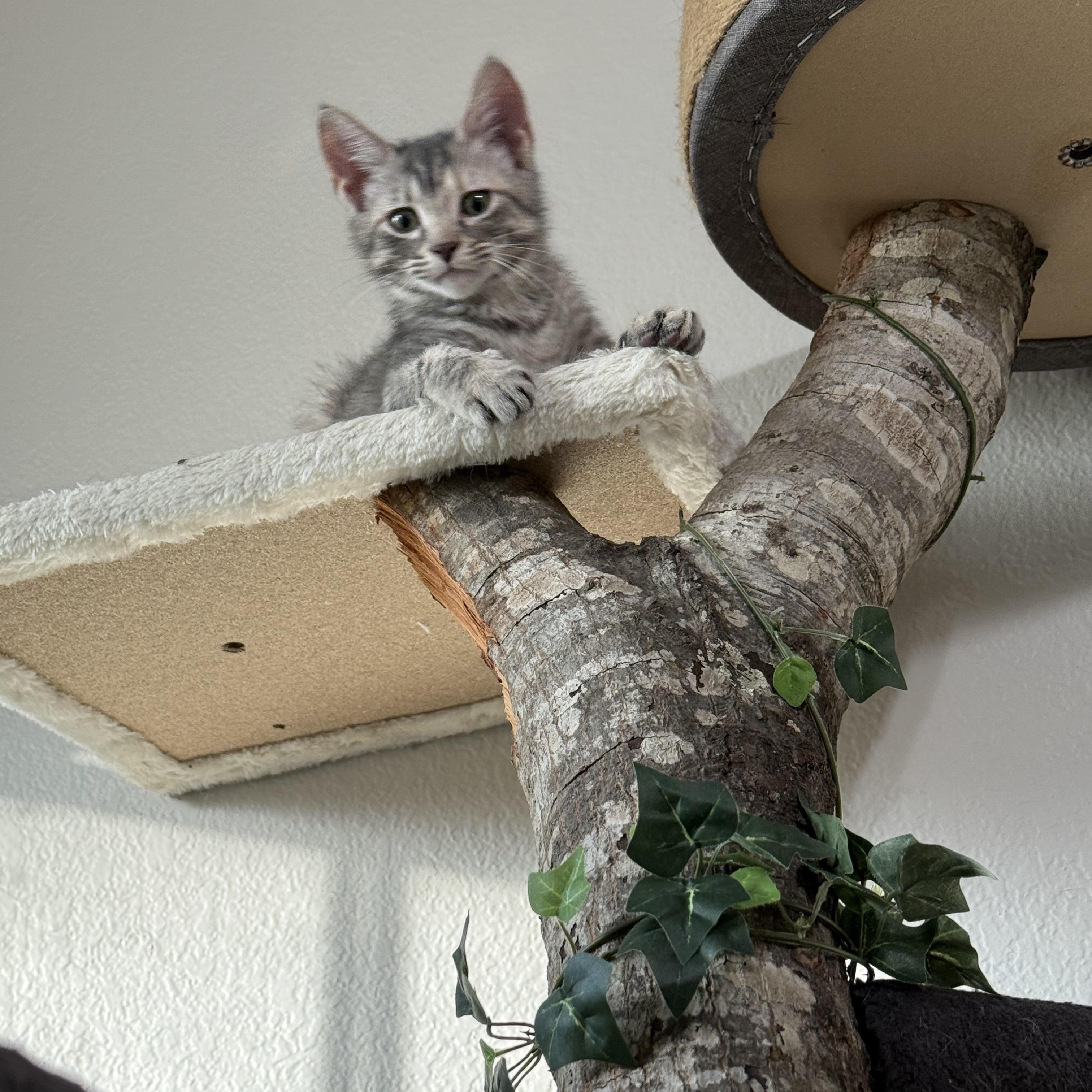 Phoebe photo 3