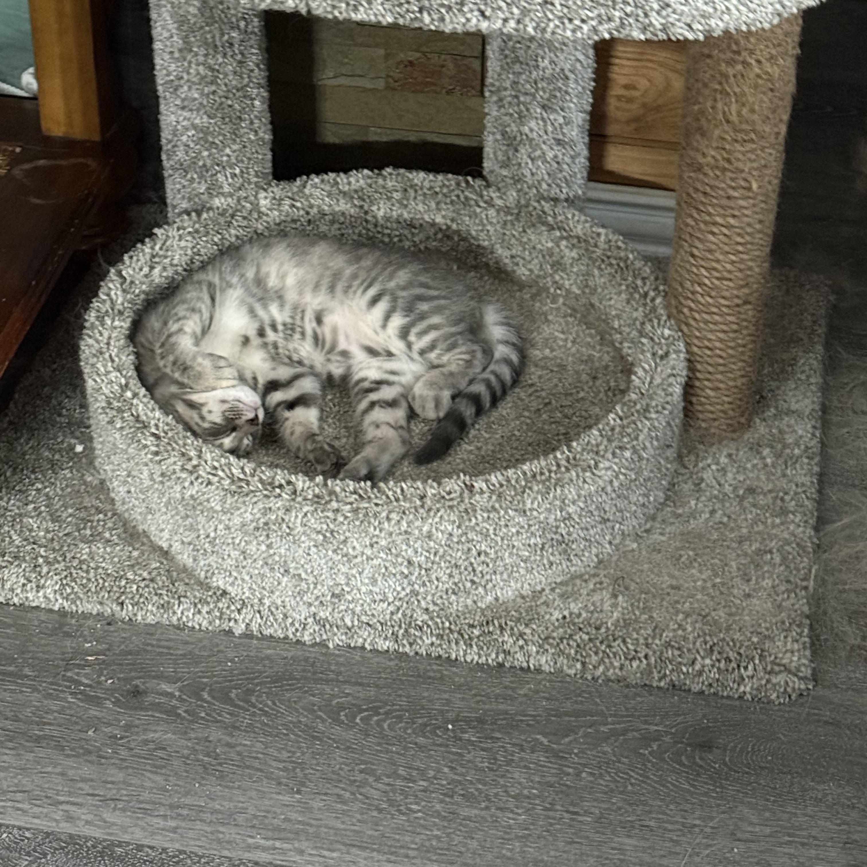 Phoebe photo 4