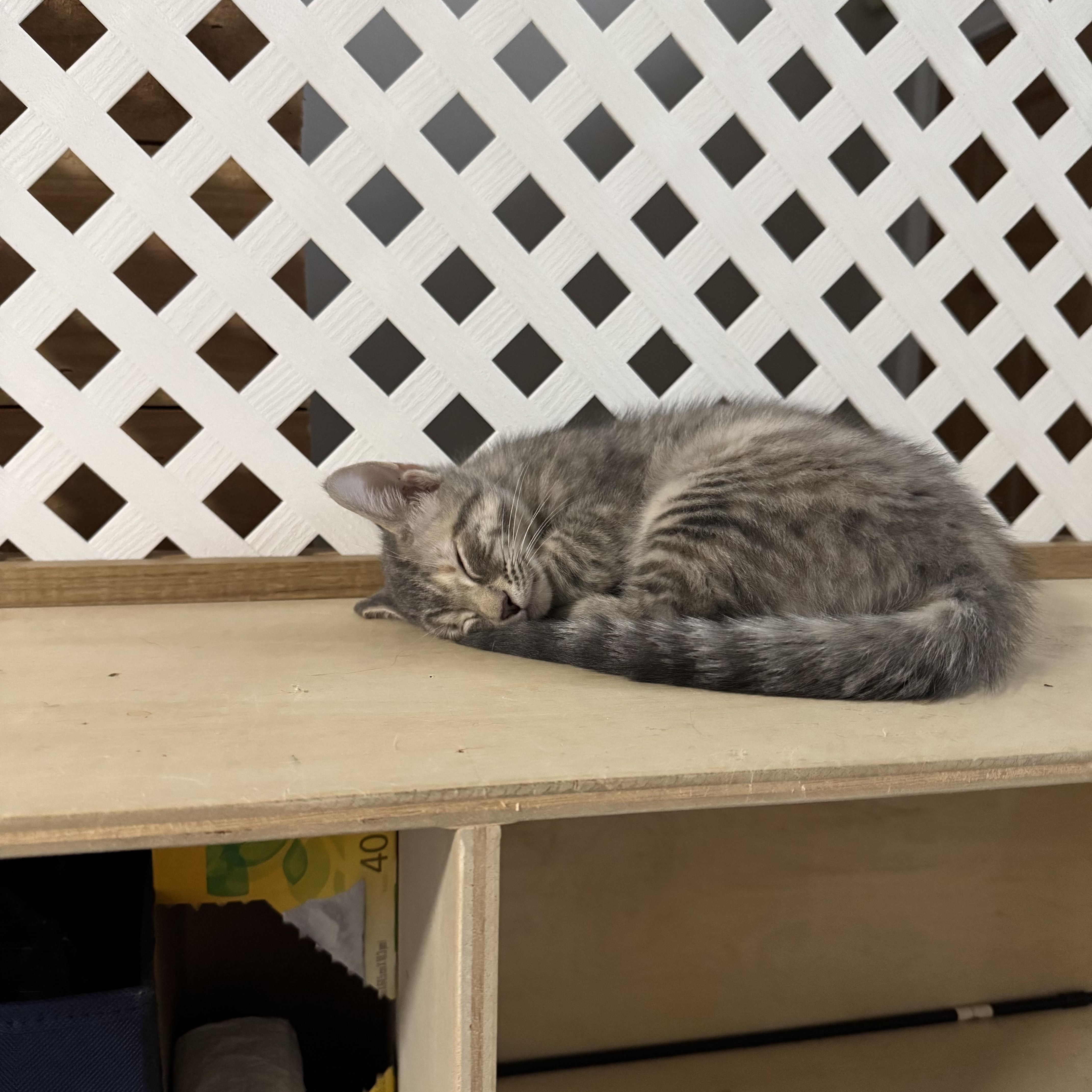 Phoebe photo 5