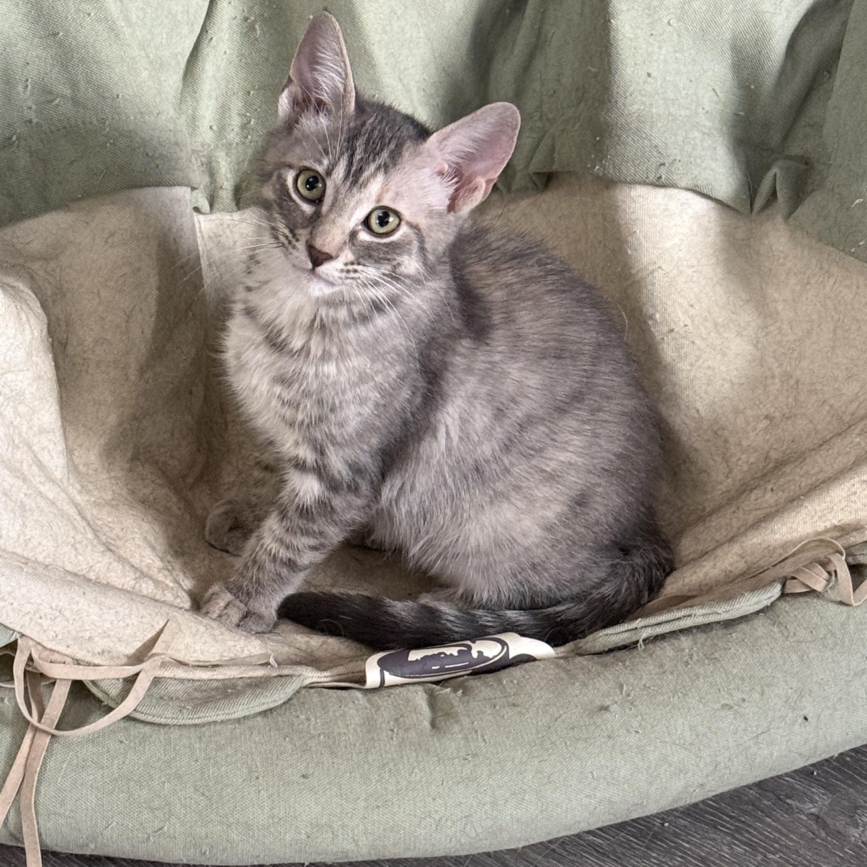 Phoebe photo 6