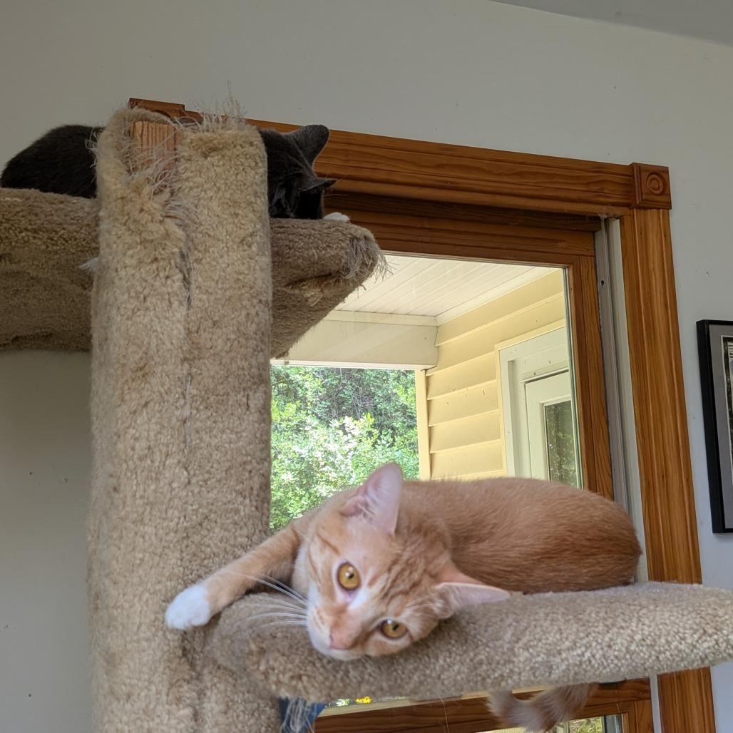 Enlarge Kerrygold, a Adoptable Domestic Short Hair in Wakefield, MA image 1/5