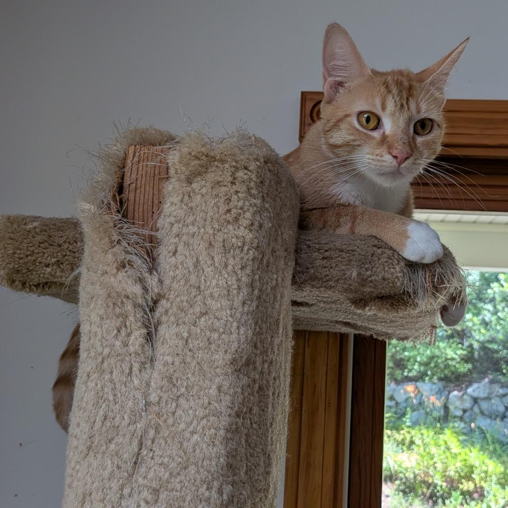 Enlarge Kerrygold, a Adoptable Domestic Short Hair in Wakefield, MA image 2/5