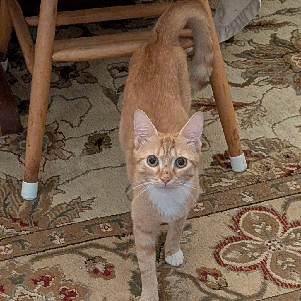 Enlarge Kerrygold, a Adoptable Domestic Short Hair in Wakefield, MA image 3/5