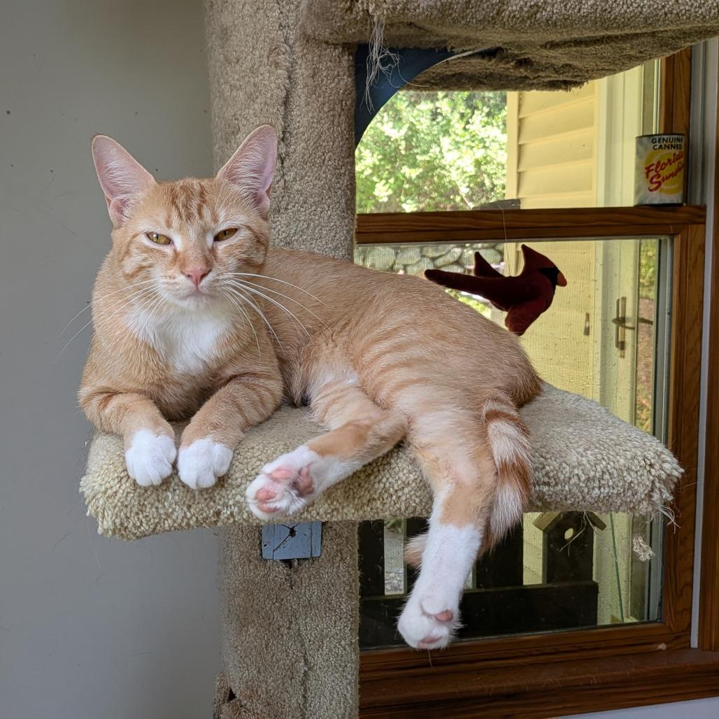 Enlarge Kerrygold, a Adoptable Domestic Short Hair in Wakefield, MA image 4/5