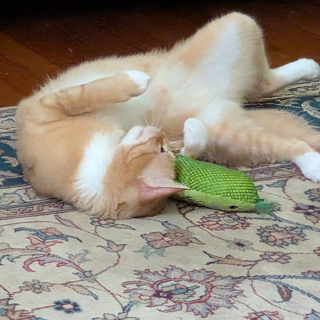 Enlarge Kerrygold, a Adoptable Domestic Short Hair in Wakefield, MA image 5/5