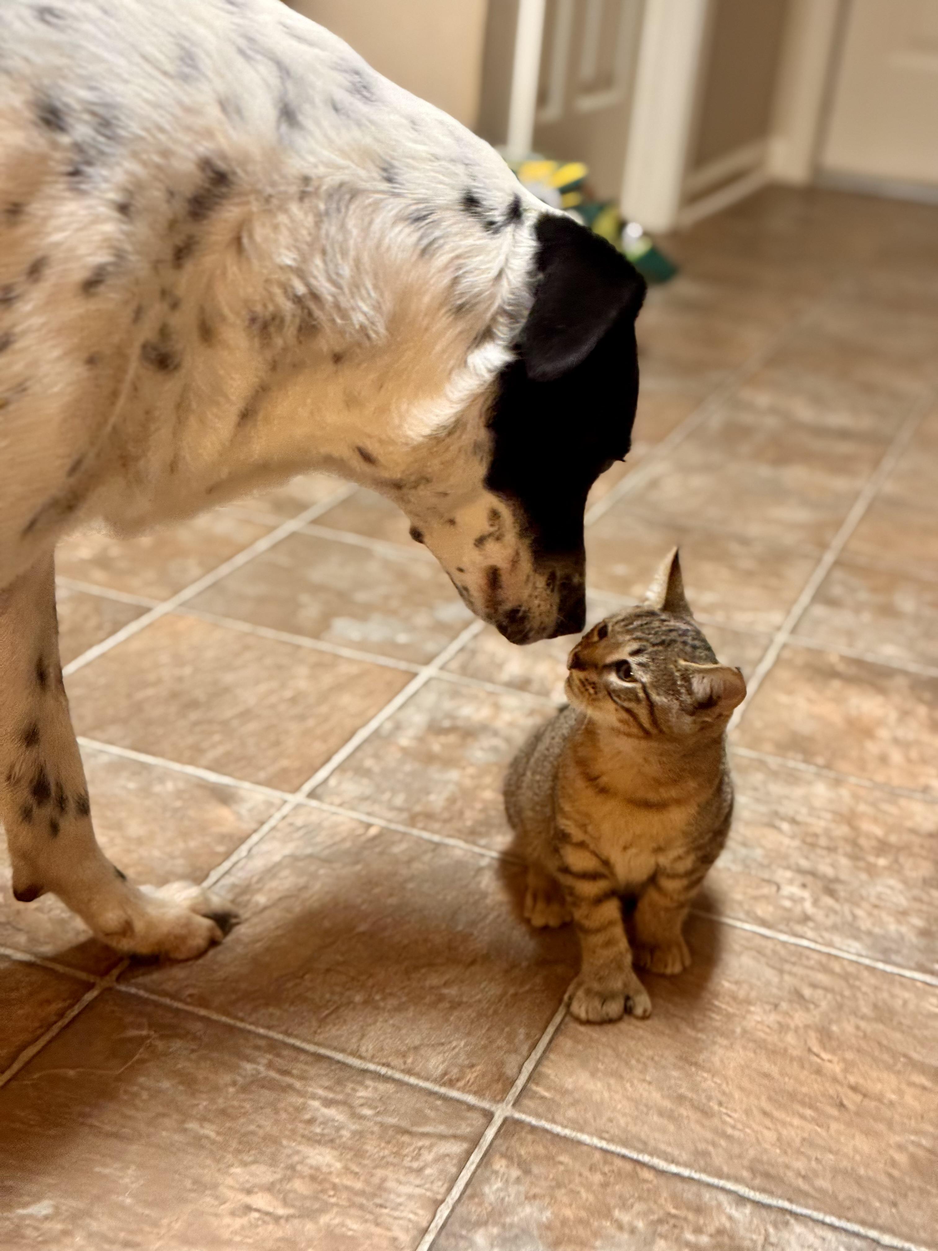 Enlarge Loki, a Adoptable mixed breed in Warwick, RI image 1/6
