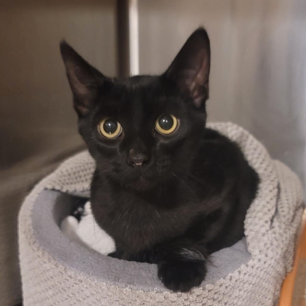 Enlarge Dusk, a Adoptable Domestic Short Hair in Tipton, IN image 1/4