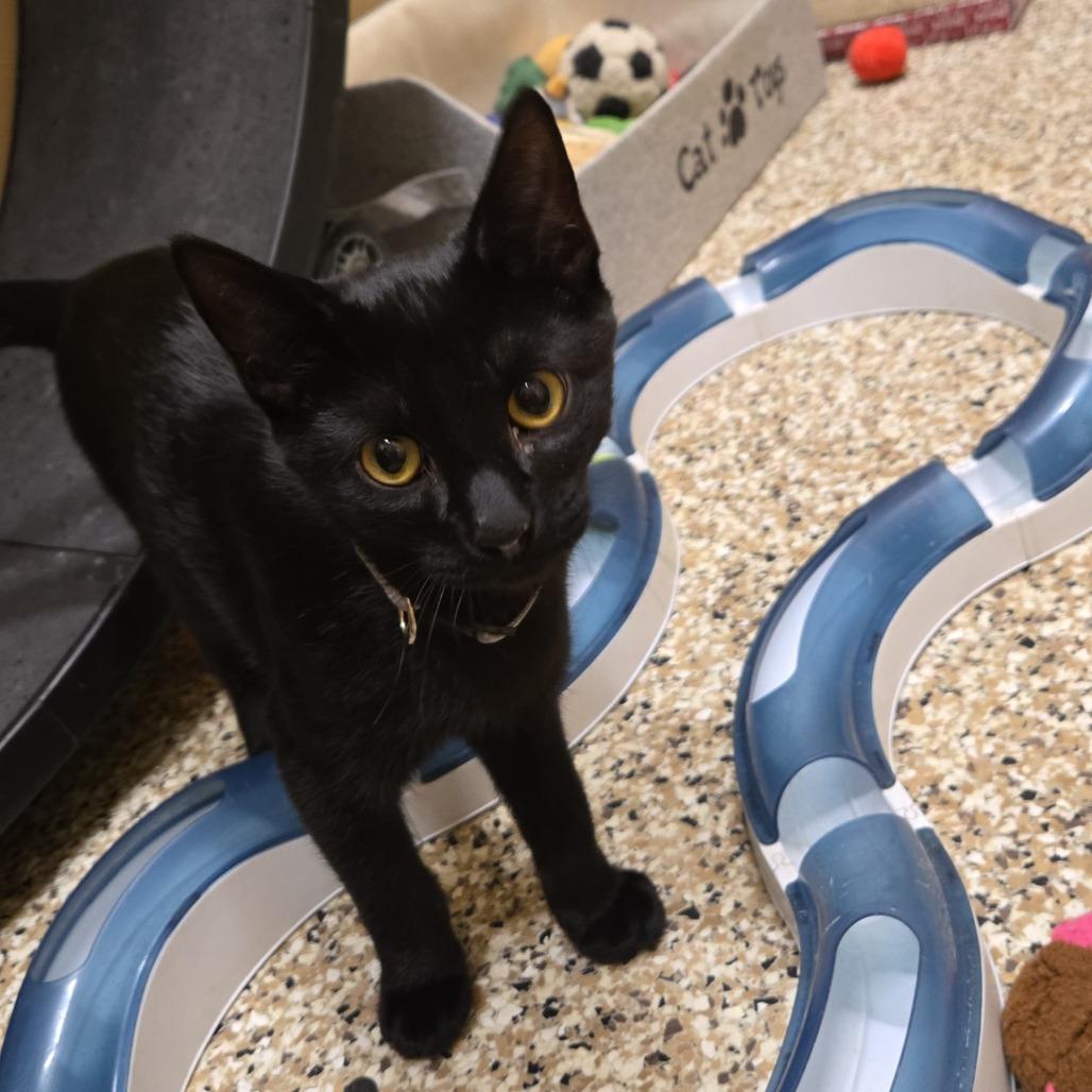 Enlarge Dusk, a Adoptable Domestic Short Hair in Tipton, IN image 3/4