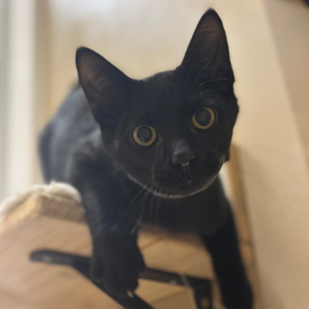 Enlarge Dusk, a Adoptable Domestic Short Hair in Tipton, IN image 4/4