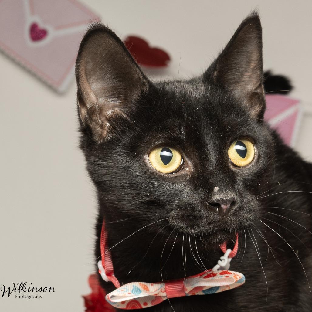 Dusk, a Adoptable Domestic Short Hair in Tipton, IN image 5/6