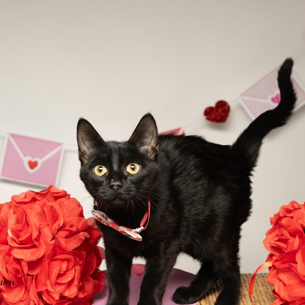 Dusk, a Adoptable Domestic Short Hair in Tipton, IN image 6/6