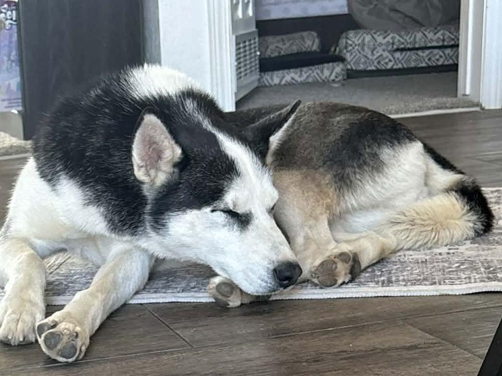 Dale, Adopted, Young Male Siberian Husky.