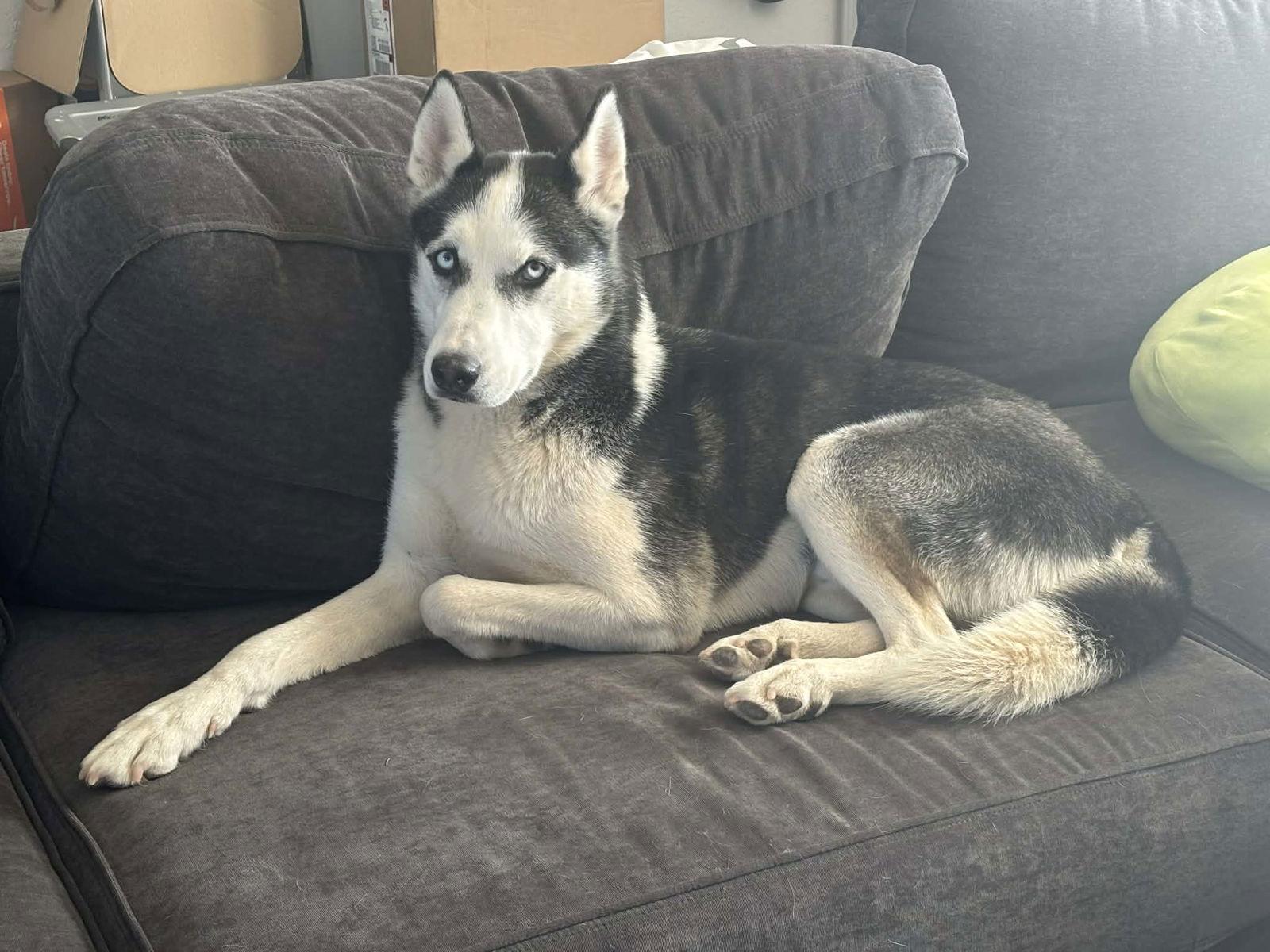 Dale, a Adopted Siberian Husky in Cedar Crest, NM image 2/3