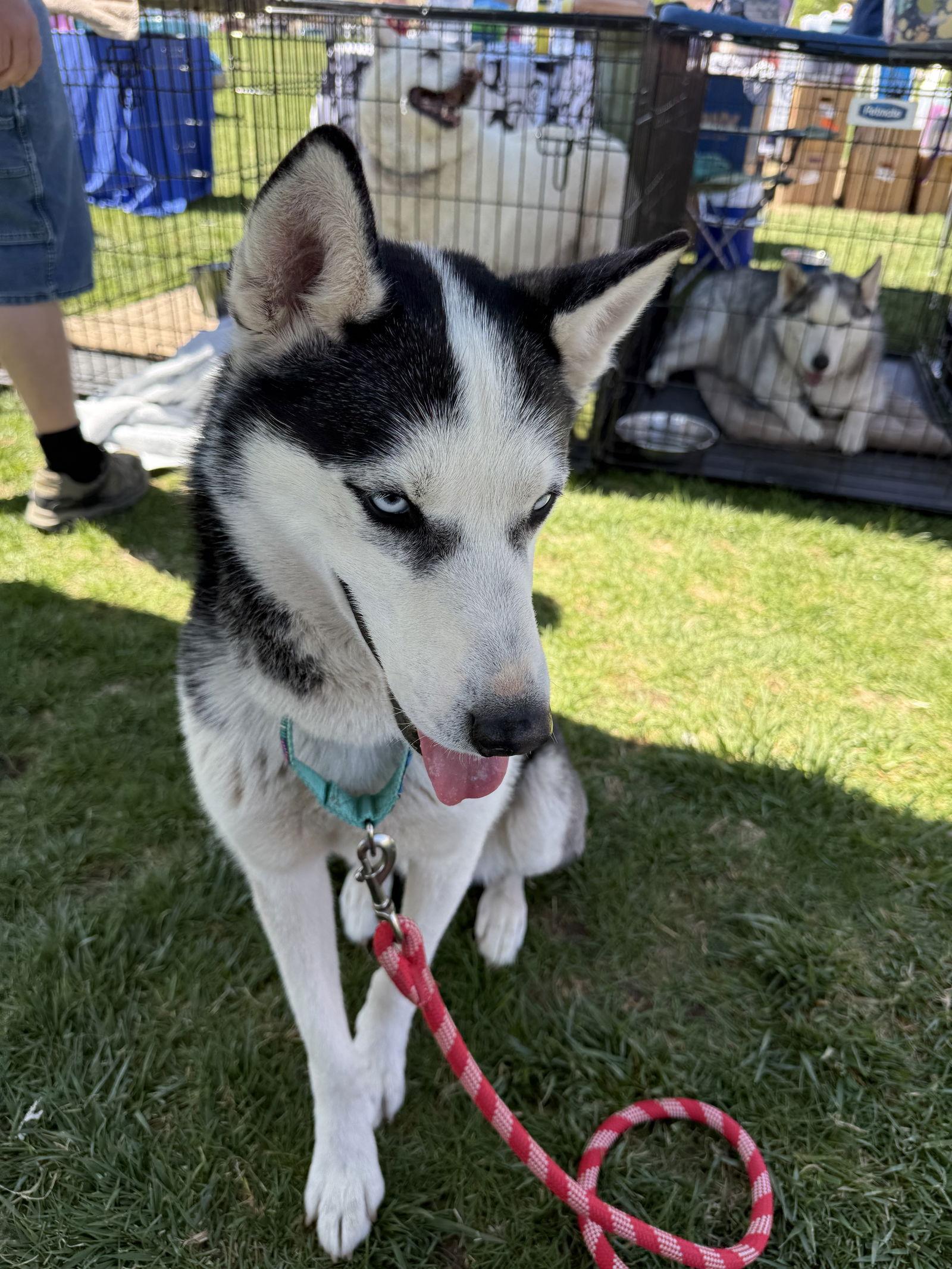 Dale, a Adopted Siberian Husky in Cedar Crest, NM image 3/3