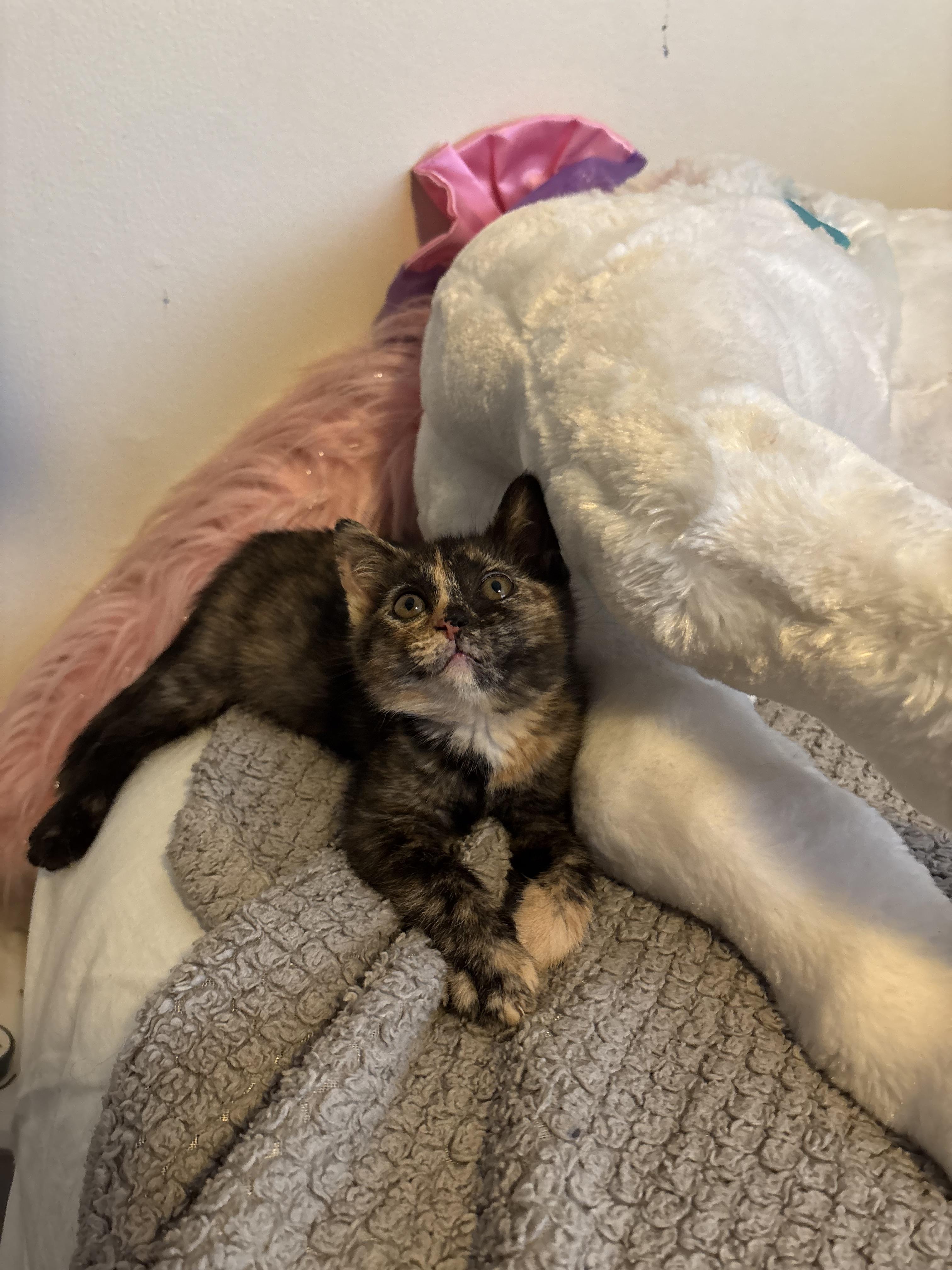 Toffee, Adoptable, Kitten Female Domestic Short Hair.