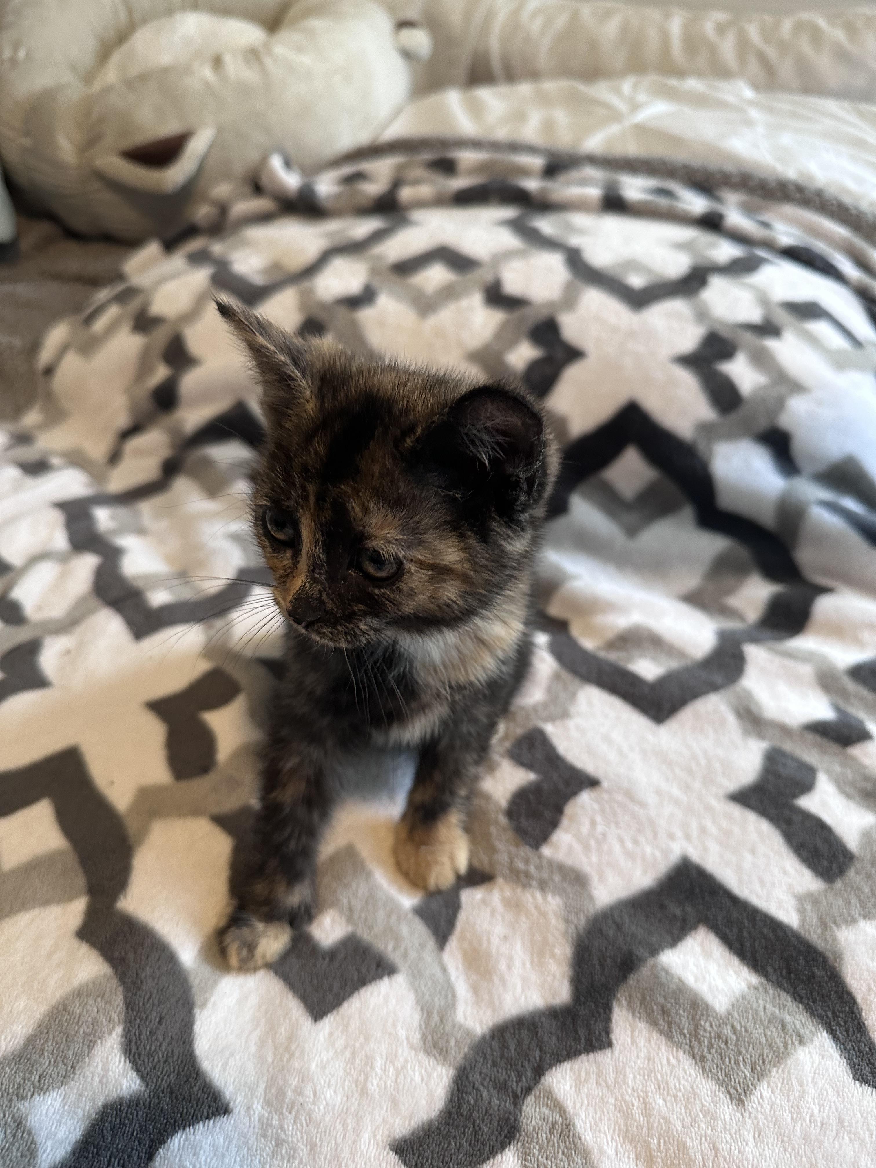 Enlarge Toffee, a Adoptable mixed breed in Bethel Park, PA image 2/3