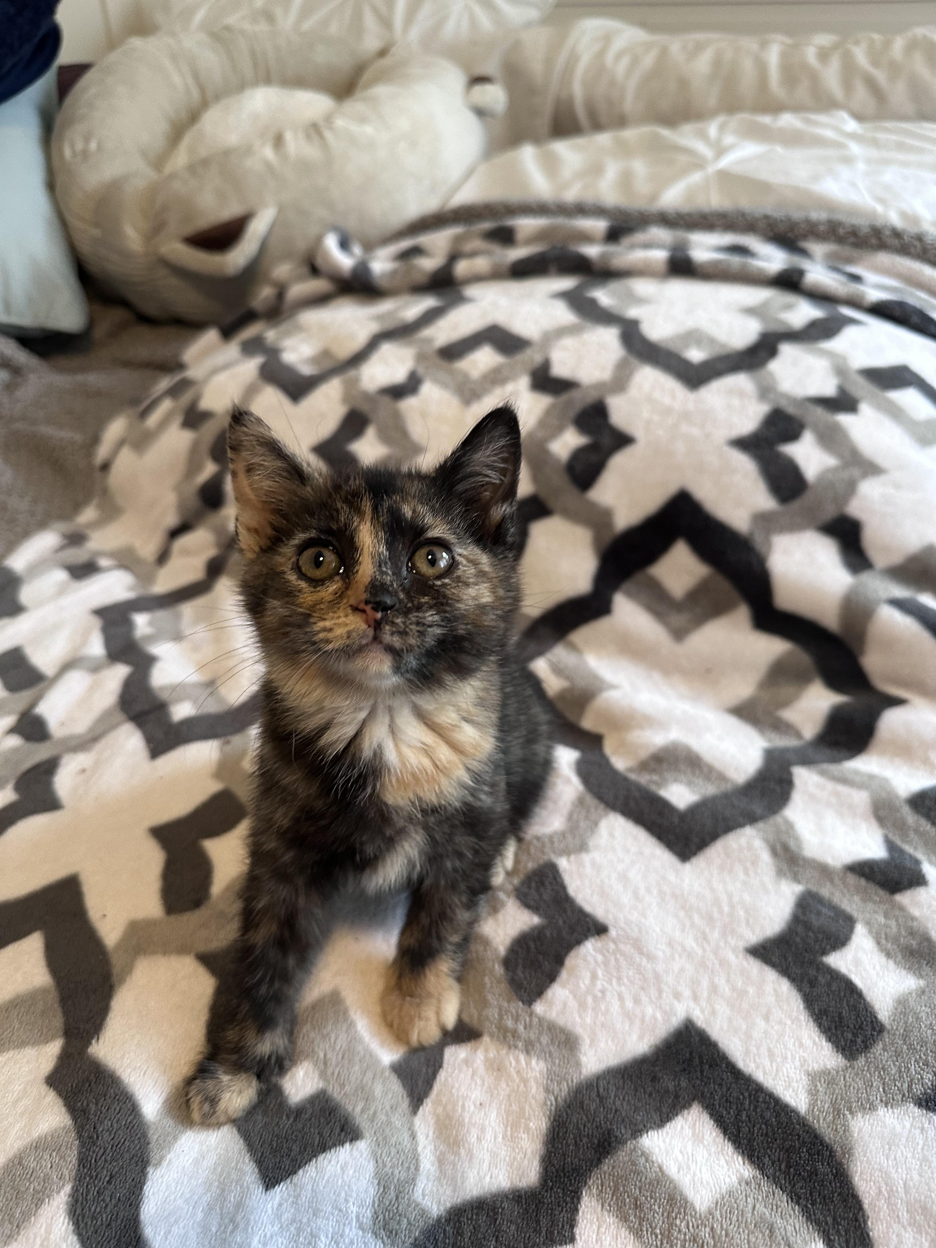 Enlarge Toffee, a Adoptable mixed breed in Bethel Park, PA image 3/3