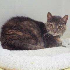 Jolli--Lovely Lady Available with Vet Care Support for Life!