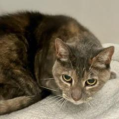 Jolli--Lovely Lady Available with Vet Care Support for Life!