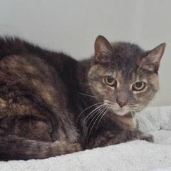 Jolli--Lovely Lady Available with Vet Care Support for Life!