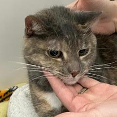 Jolli--Lovely Lady Available with Vet Care Support for Life!