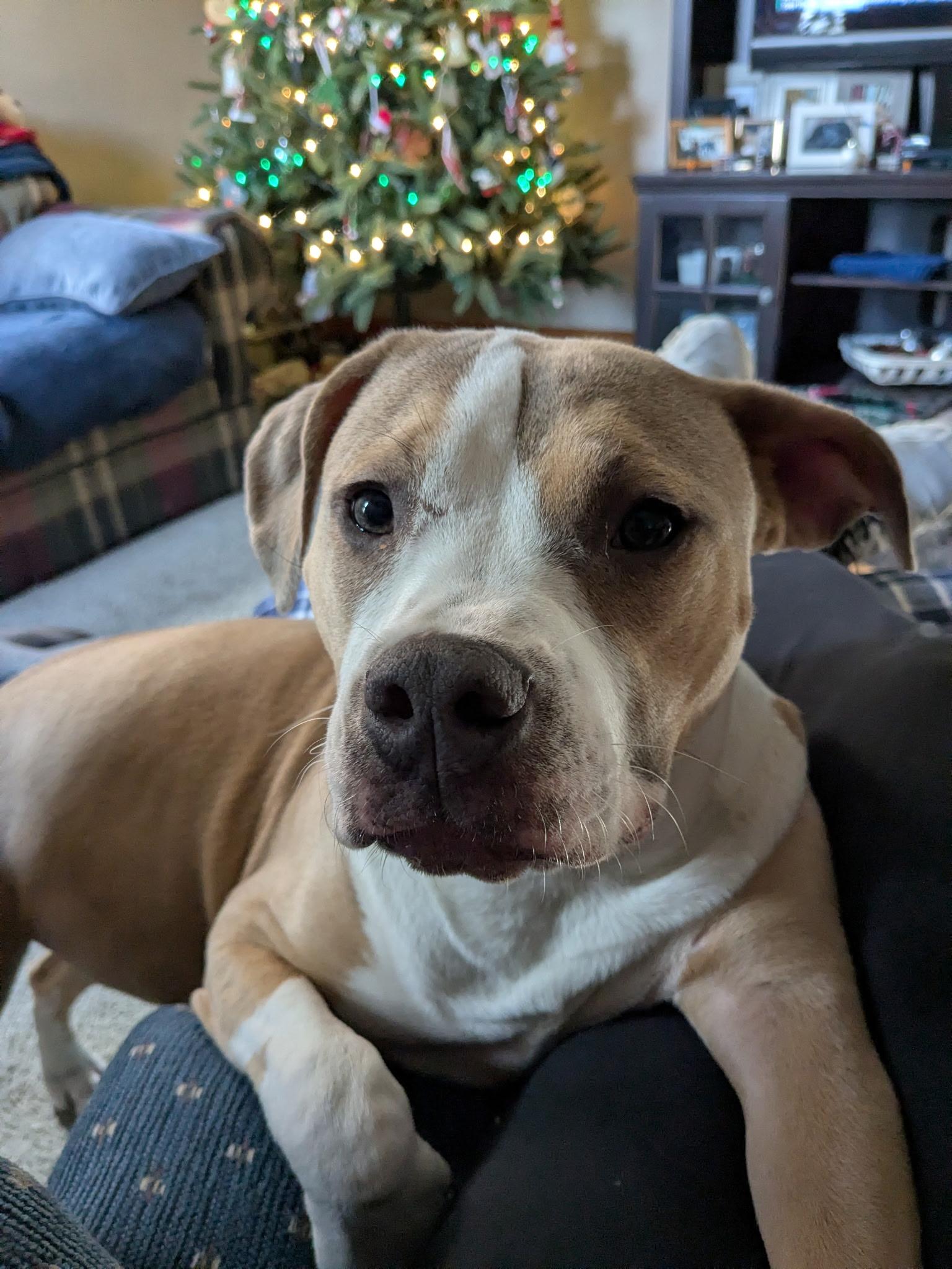 Enlarge Augusta, a Adoptable mixed breed in Stahlstown, PA image 1/6