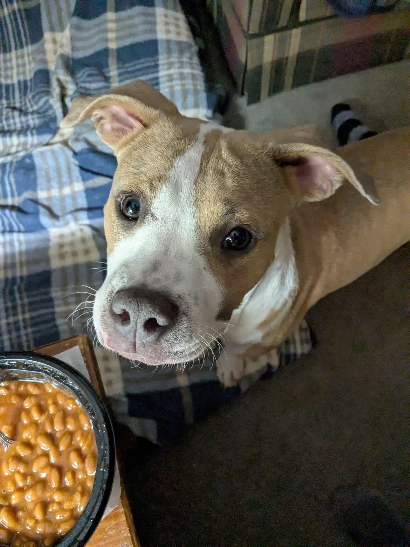 Enlarge Augusta, a Adoptable mixed breed in Stahlstown, PA image 2/6