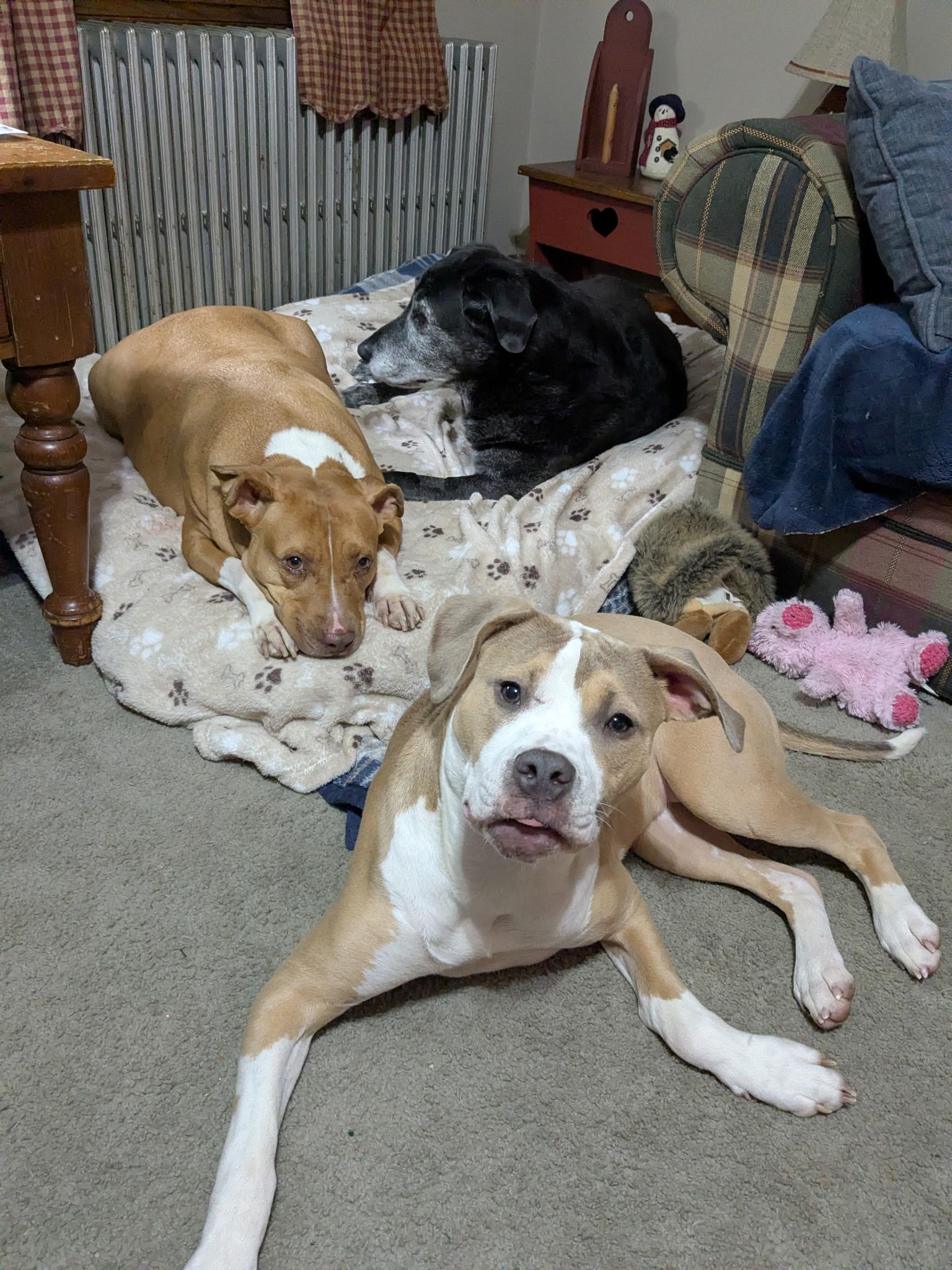 Enlarge Augusta, a Adoptable mixed breed in Stahlstown, PA image 3/6