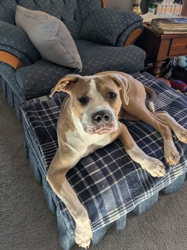 Enlarge Augusta, a Adoptable mixed breed in Stahlstown, PA image 4/6