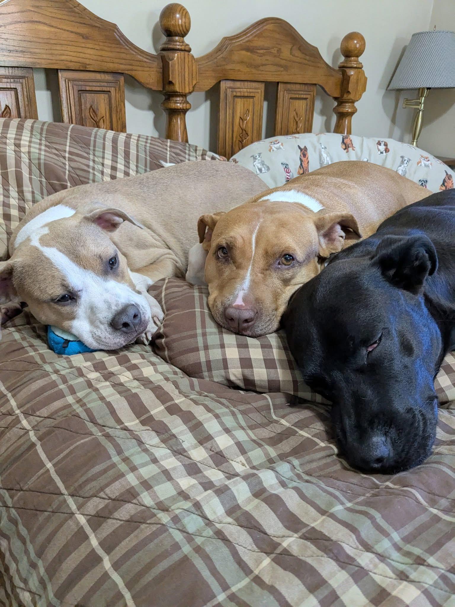 Enlarge Augusta, a Adoptable mixed breed in Stahlstown, PA image 5/6