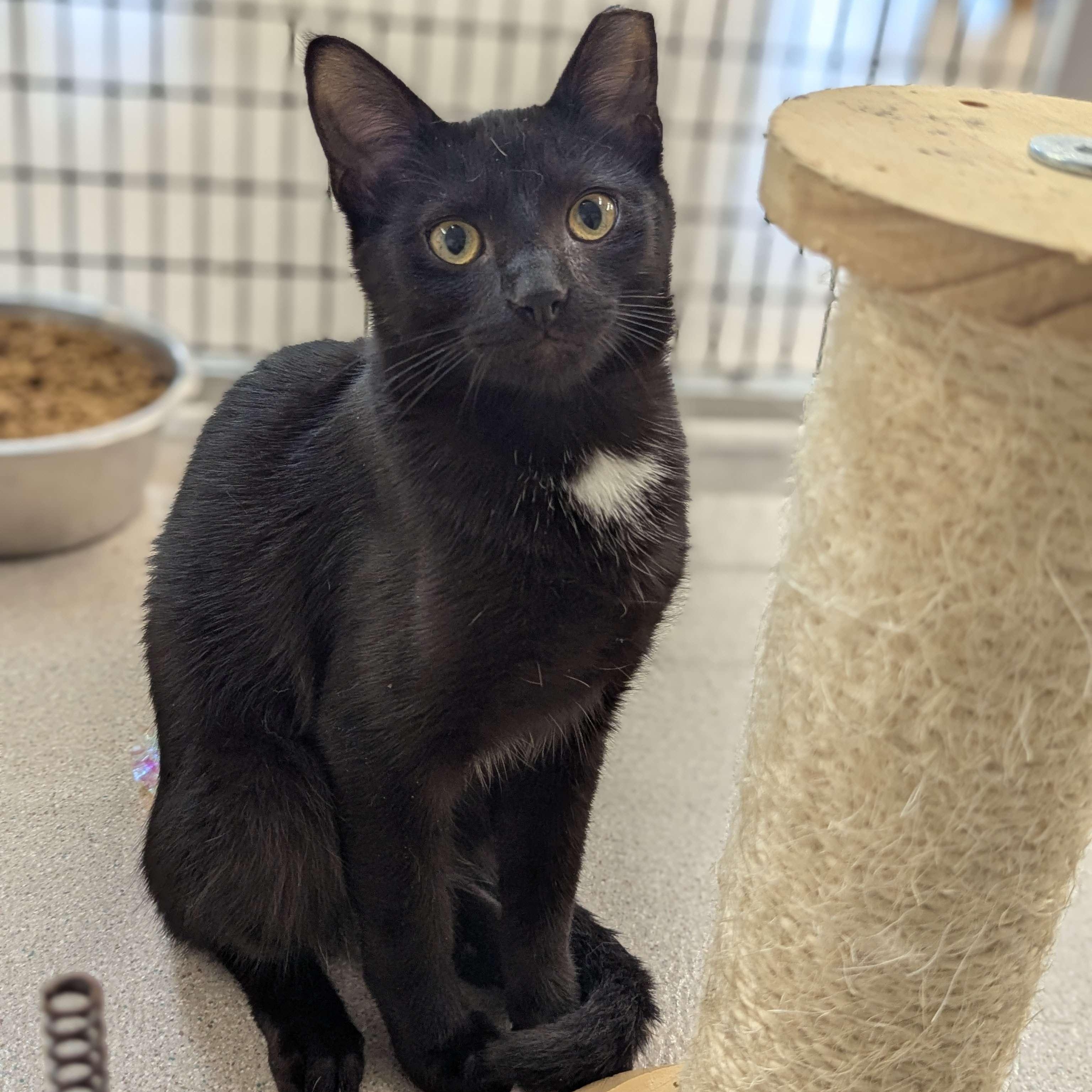 Rotini - Private Investigator-FEE WAIVED