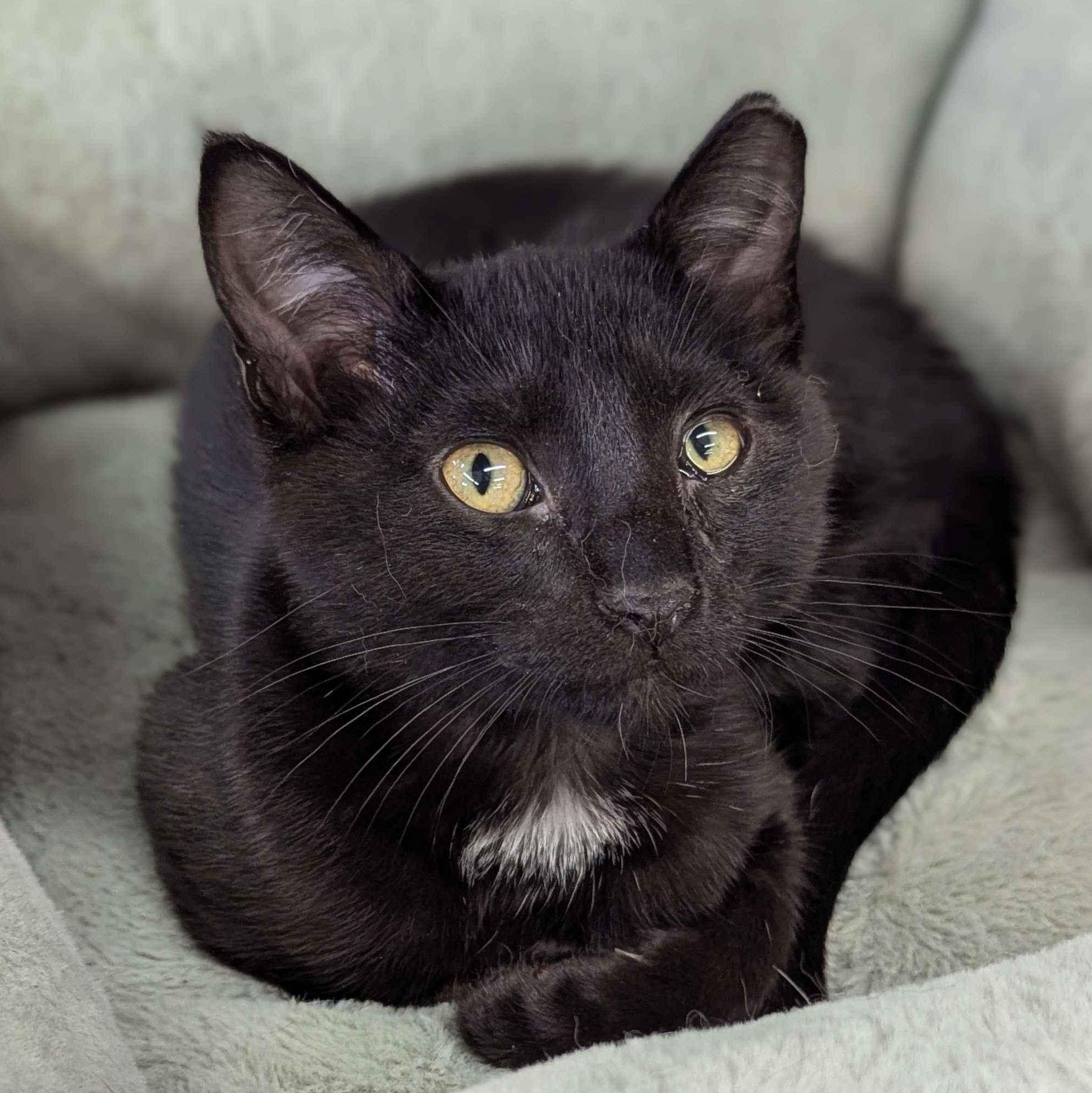 Rotini - Private Investigator-FEE WAIVED