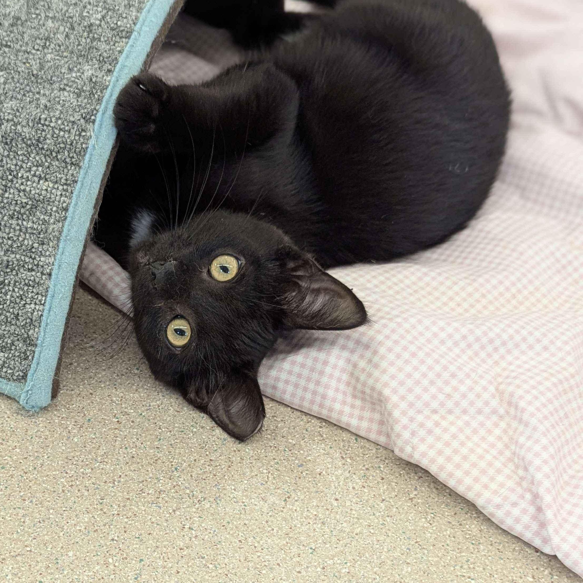Rotini - Private Investigator-FEE WAIVED
