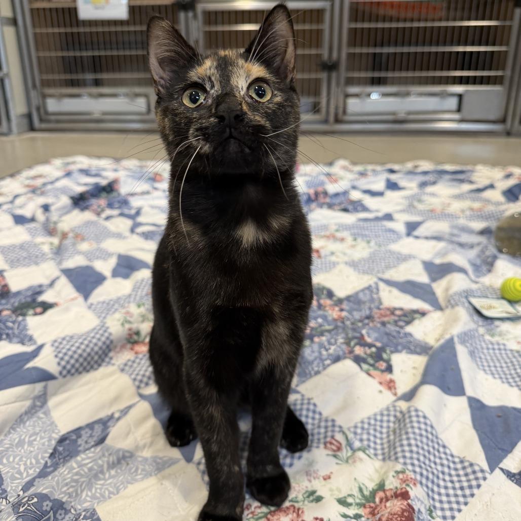 Lynn, Adoptable, Young Female Domestic Short Hair.