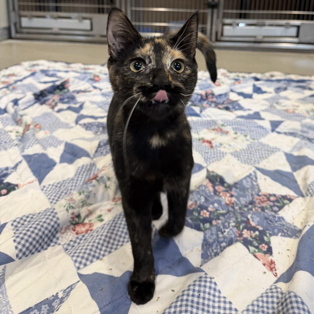 Enlarge Lynn, a Adoptable Domestic Short Hair in Chesapeake, VA image 3/3