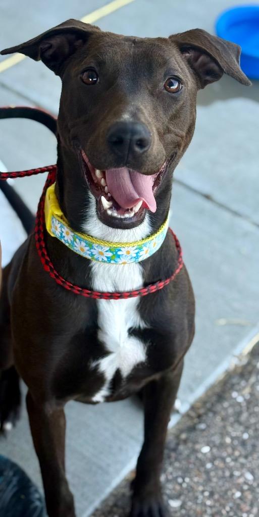 Harlow, Adoptable, Young Female Terrier.