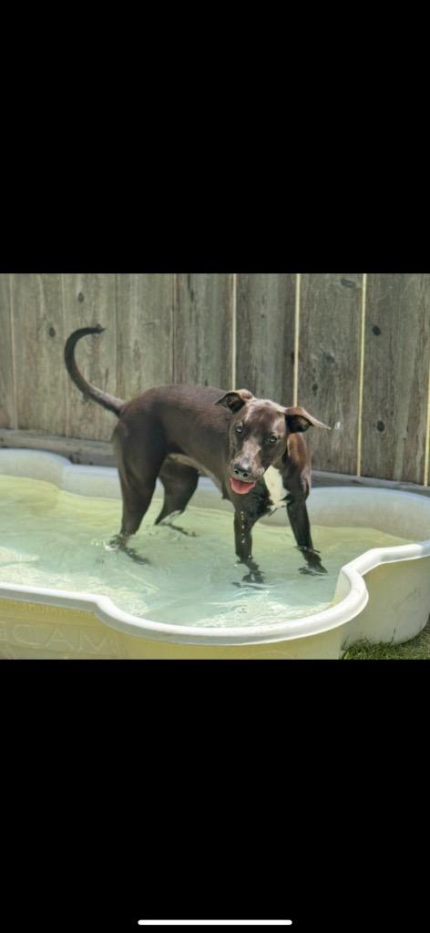 Harlow, Adoptable, Young Female Terrier.