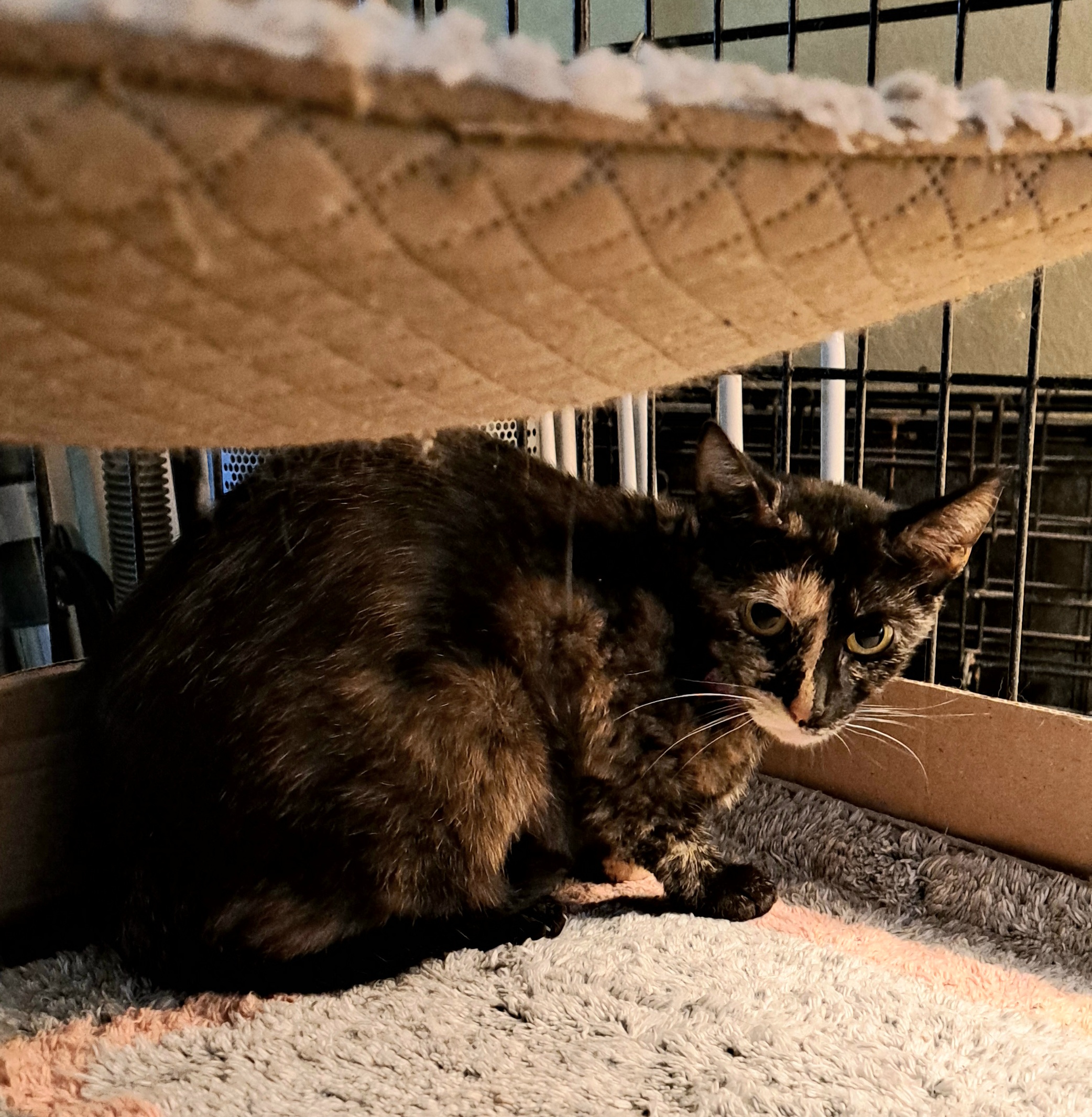 Lizzy, a Adoptable Tortoiseshell in Riverside, CA image 3/5