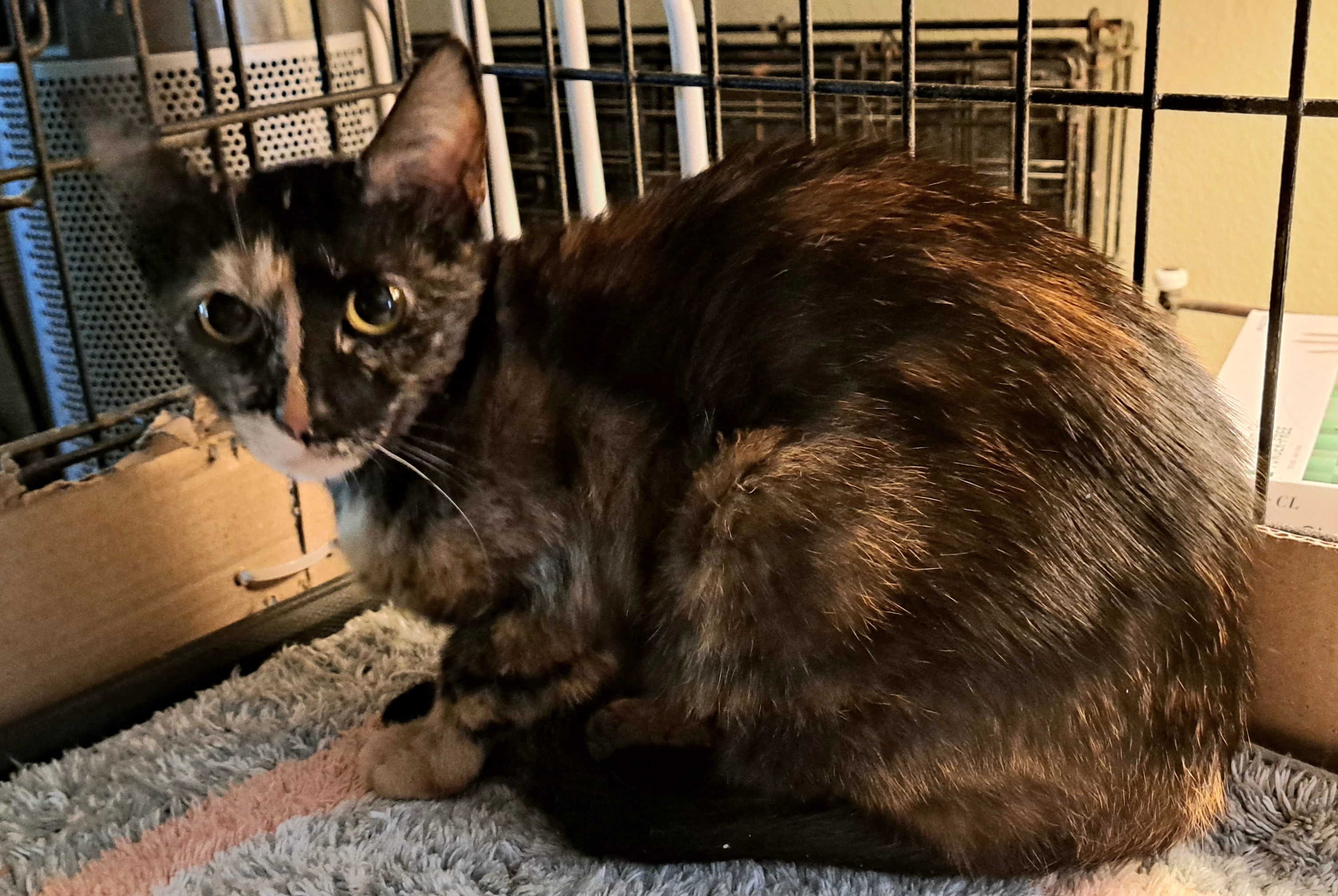 Lizzy, a Adoptable Tortoiseshell in Riverside, CA image 1/5